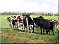 Cattle, Whittonditch