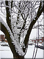 Snow covered tree, Lakenheath, London N14