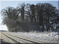 Clump of trees beside the A361