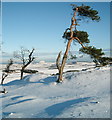 NT5176 : Wind blasted pines at the Barney Mains hill fort by Keith Burns