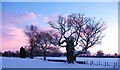 Winter afternoon, Baldersby Park