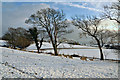 Sheep on Mill-lay Common (II) - Llantwit Major