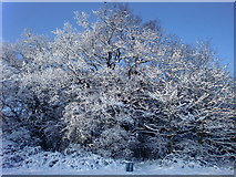 TQ2996 : Winter wonderland in Trent Park, London N14 by Christine Matthews