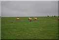 Sheep, Lawford Farm