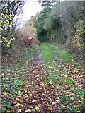 SU3176 : Footpath, Lambourn Woodlands by Maigheach-gheal
