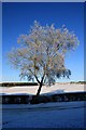 NO2345 : Frozen Tree by Colin Kinnear