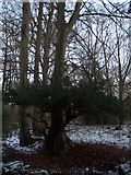 TR1259 : Two in one tree in Blean Woods by David Anstiss
