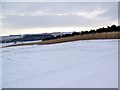 Game crop, Knighton Hill