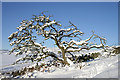 A snow-covered hawthorn tree on Buckholm Hill