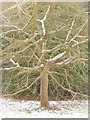 Bournemouth Gardens: a tree in snow