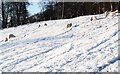 Sheep foraging in the snow