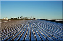 J4871 : Frozen field  near Scrabo by Rossographer