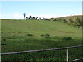 Paddock to W of North Downs Way near Buckland