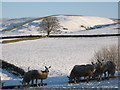 Snowy pastures near High Struthers (2)