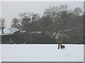 Dog walking on Walden Recreation Ground