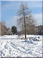 Trees, Sheets Heath