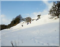 Sledging Bull Banks