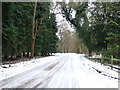 White Road Green Trees