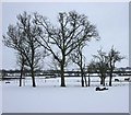 Trees in winter