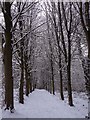 Tree lined path in the snow