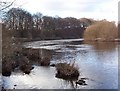 Island on the Clyde