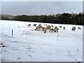 Sheep scratching around for food