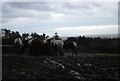 Horses feeding, West Porlock