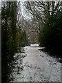 Pathway through Prior Hill Copse