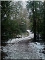 Priors Hill Copse Woodland Public Footpath