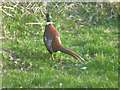 Pheasant in my garden