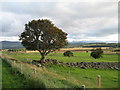 Fields and new hedge below Ballinlagg Wood