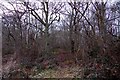 Footpath through the woods at Sandford Brake