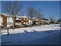 Winter trees in Kimbridge Crescent