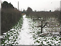 Path in orchard next to Marshborough Road