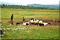 Kincraig, Neil Ross  and his working sheepdog