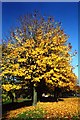 Autumn colours in Meole Brace