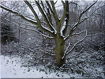 TQ2995 : Snow covered tree, Oakwood Park, London N14 by Christine Matthews