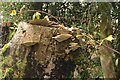 Bracket fungi near Crowcombe Heathfield