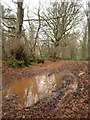 Bridleway at Broad Oak