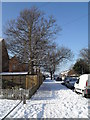 Winter trees in Swarraton Road