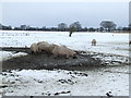 Enjoying The Mud