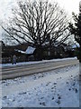 Stark winter tree in Southleigh Road