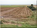 Potato field, Nether Kelly