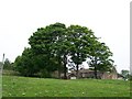 Trees, Edge Lane, Fox Hill, Sheffield