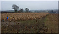 Field towards the A1120