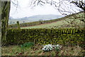 Snowdrops by a wall