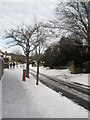 Winter trees in East Cosham Road