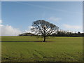 Solitary tree near Penllyn