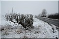 TF1441 : Frozen hedgeline by Richard Croft