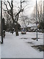 Winter trees in Carmarthen Avenue